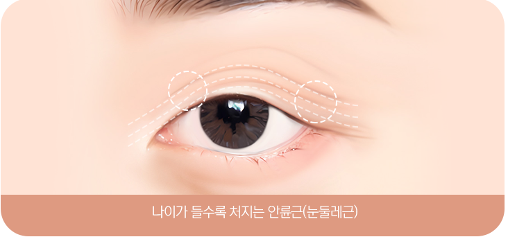 나이가 들수록 처지는 안륜근(눈둘레근) 설명 그림